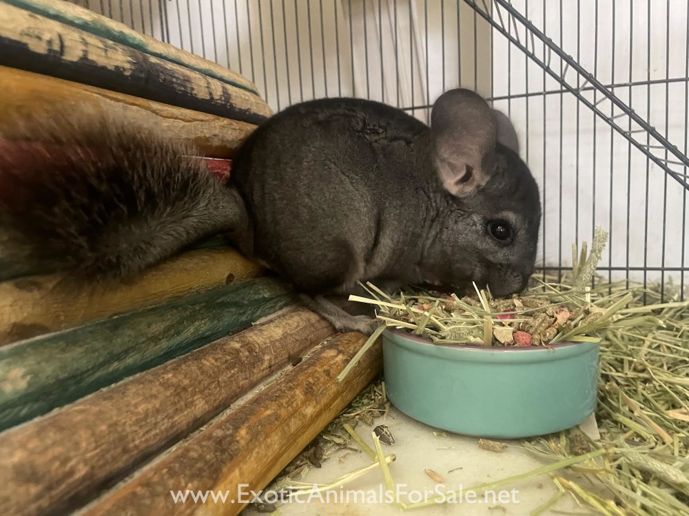 baby chinchilla for Sale