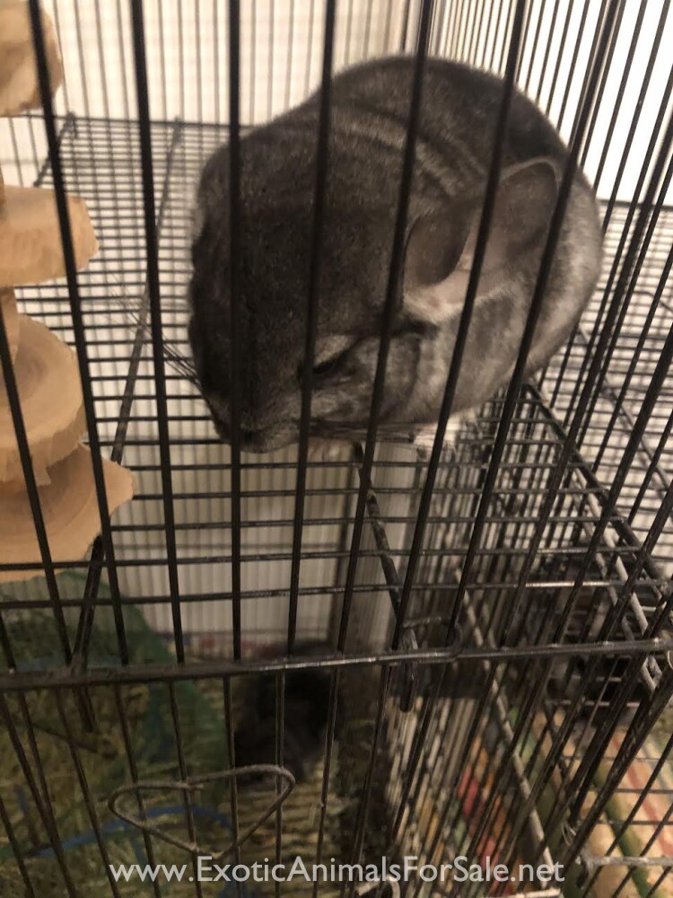 baby chinchillas for Sale