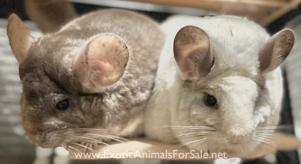 White ebony female chinchilla for Sale