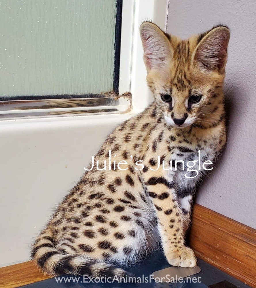 100 Serval Female kittens for Sale