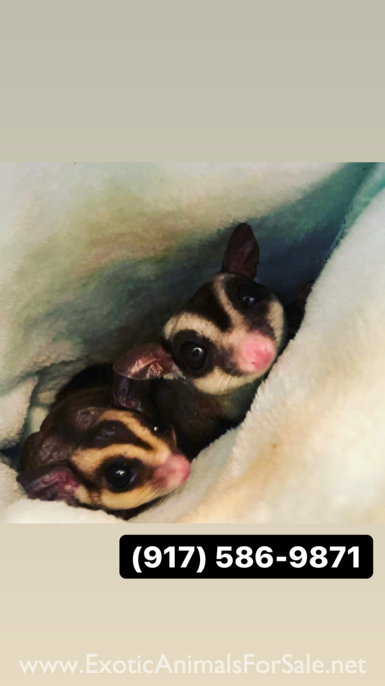 Sugar gliders for Sale
