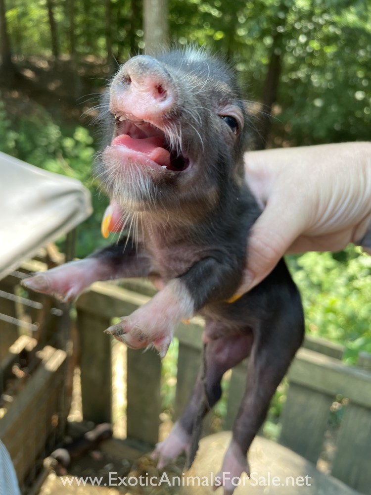 Mini potbelly pig for Sale