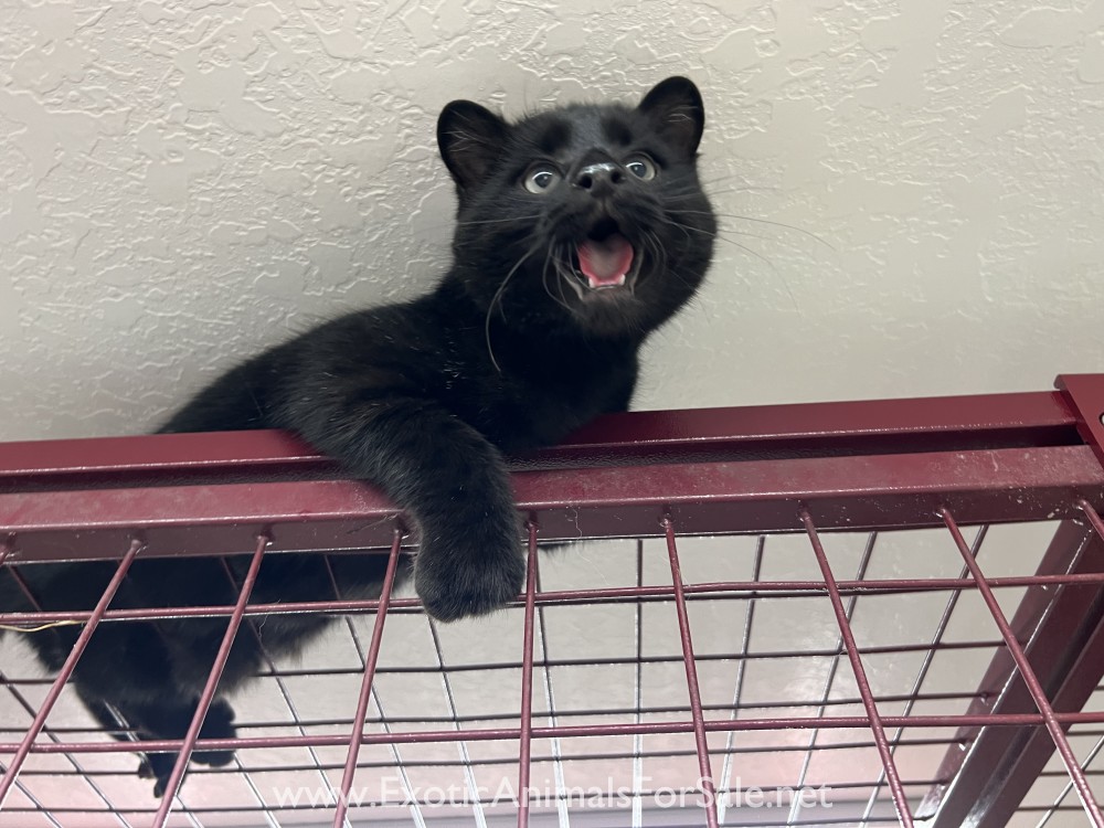 Male Melanistic Geoffroy’s Cat for Sale