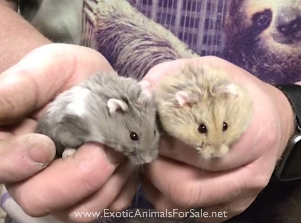 7 rare colored breeder dwarf hamsters for Sale