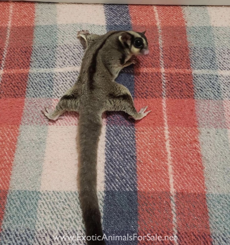 Sugar gliders for Sale