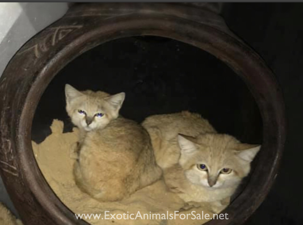 Male Sand Cat for Sale