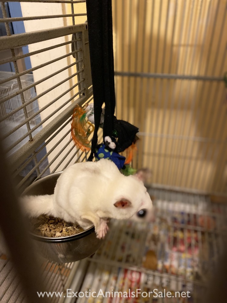 Sugar glider breeder pair for Sale