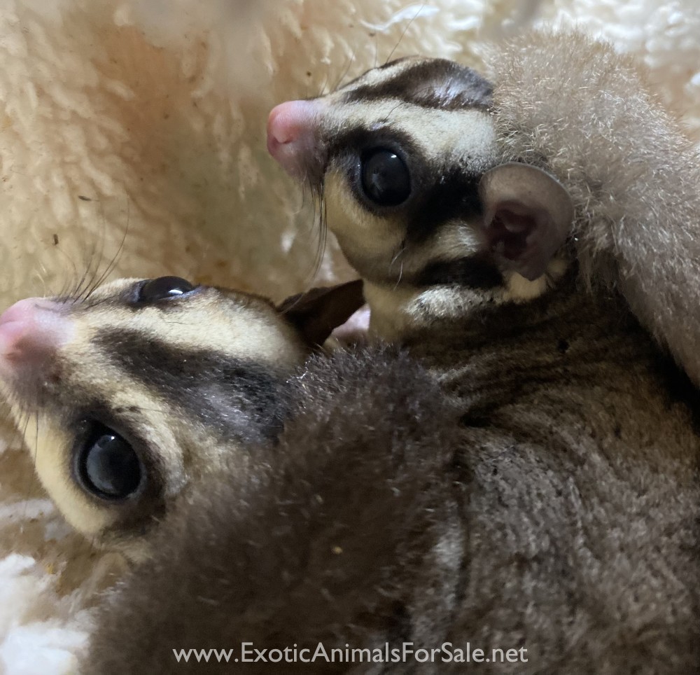 Sugar Gliders for Sale