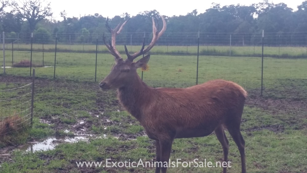 Red Stags for Sale