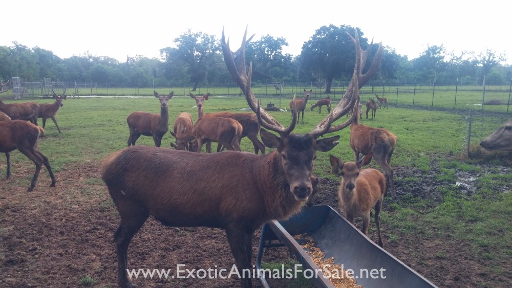 Red Stags for Sale