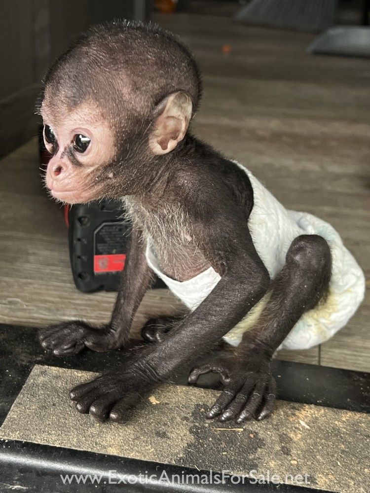 Spider monkey for Sale