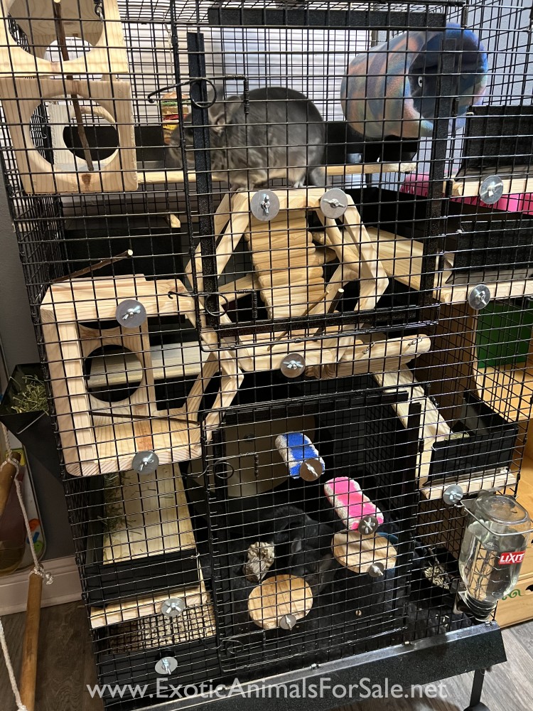 Two Bonded Chinchillas and Chinchilla Mansion Cage for Sale