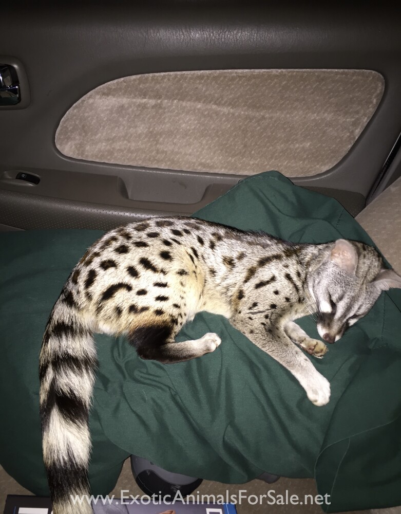 Proven, African small spotted pair for Sale