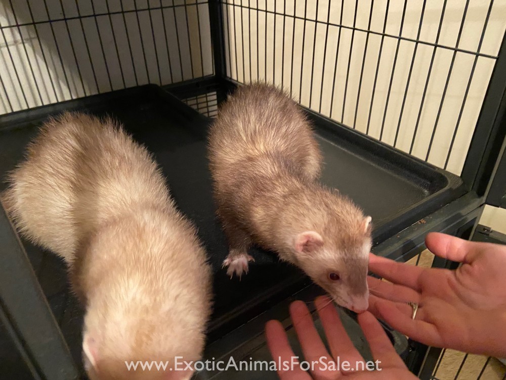 2 ferrets for Sale