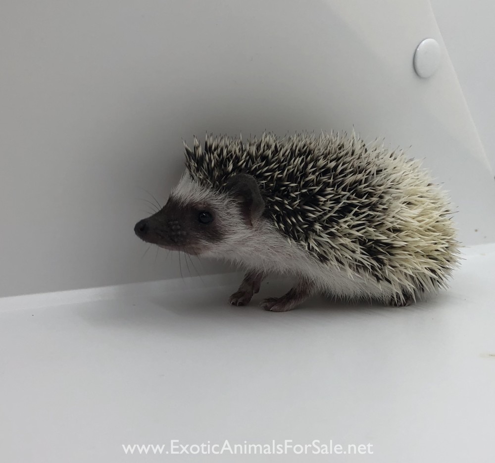 Hedgehogs for Sale