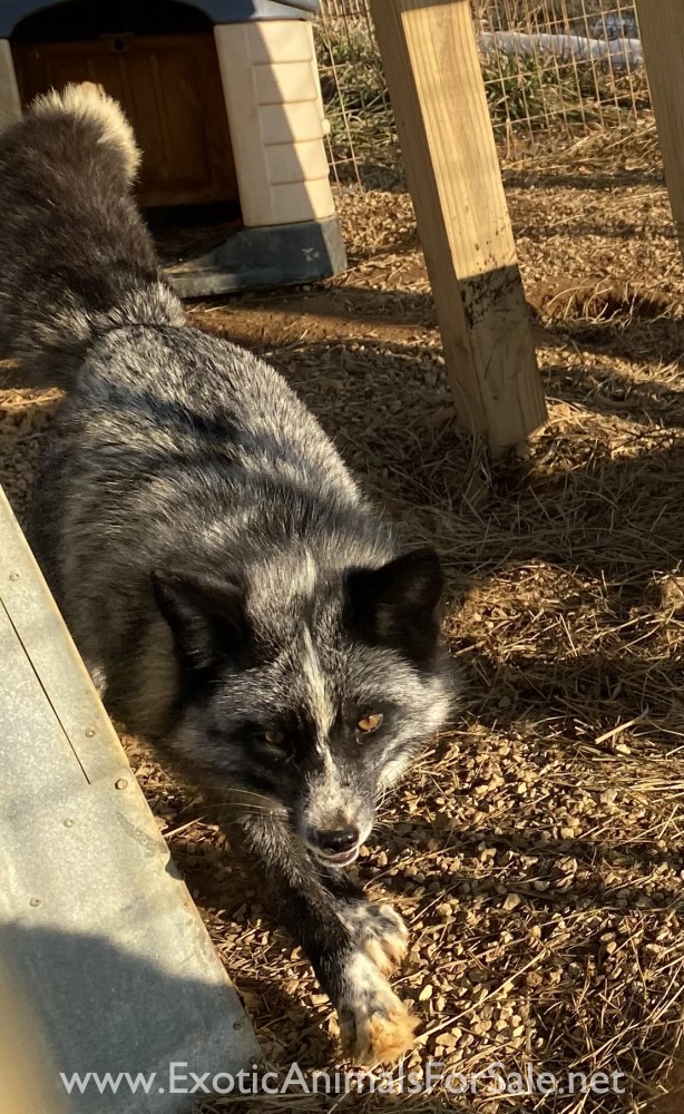 Female silver fox for Sale