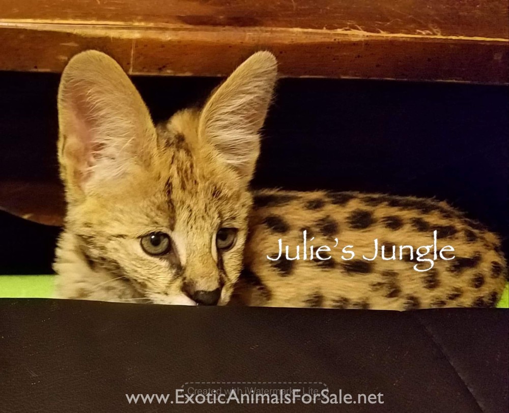 Serval kittens for Sale