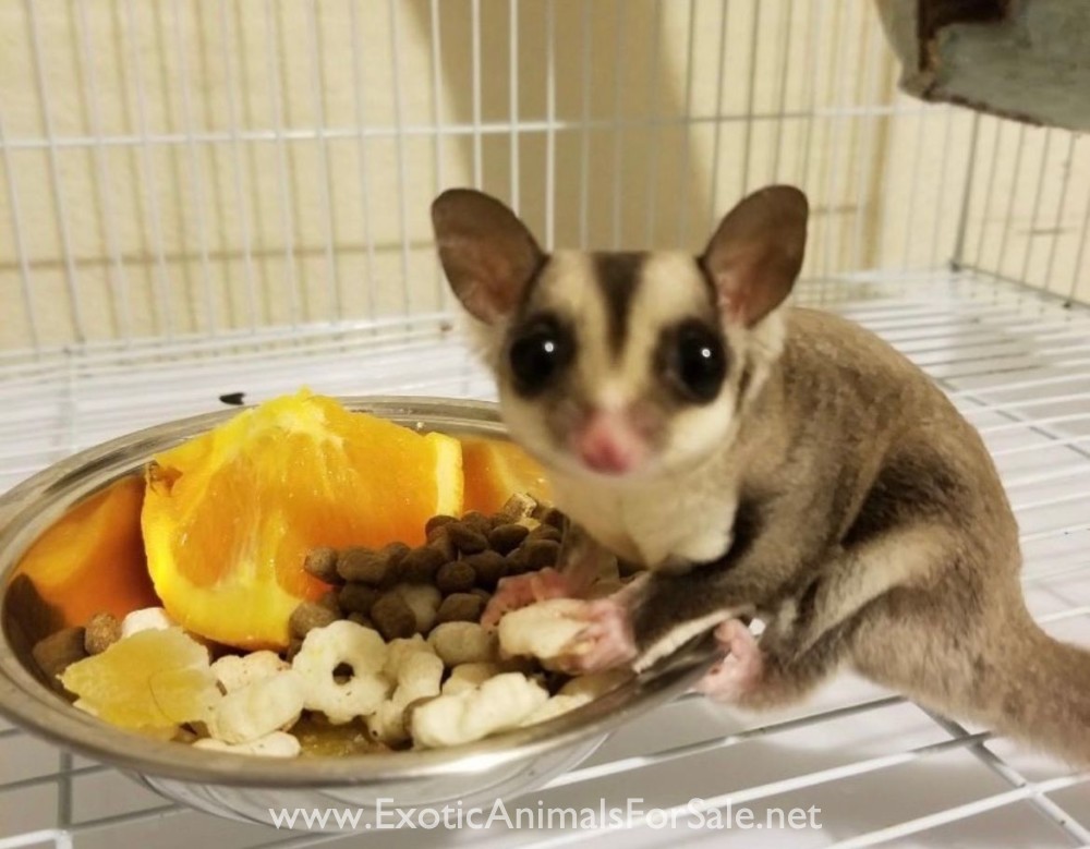 Sugar gliders for Sale