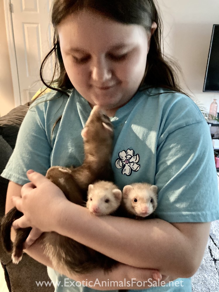 Baby ferrets for Sale