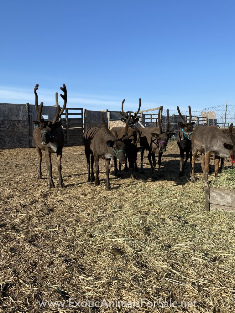 Reindeer Calves for Sale
