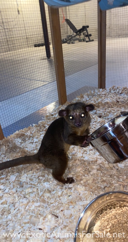 Kinkajou pair for sale for Sale