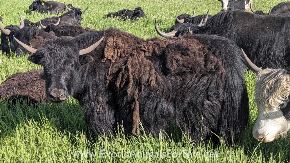 Yak for Sale