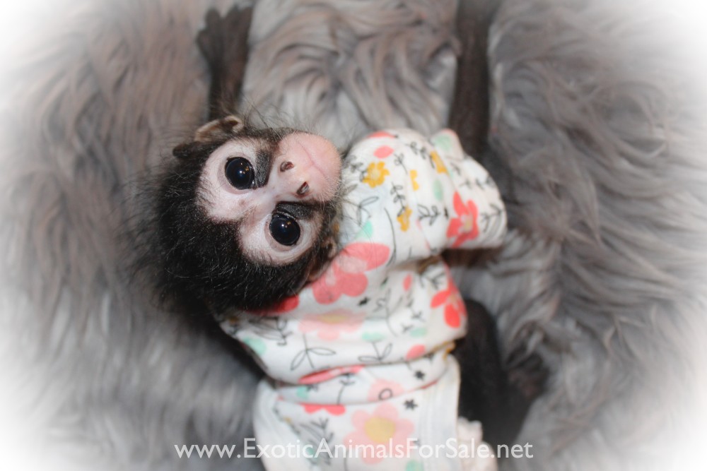 Female Spider Monkey for Sale