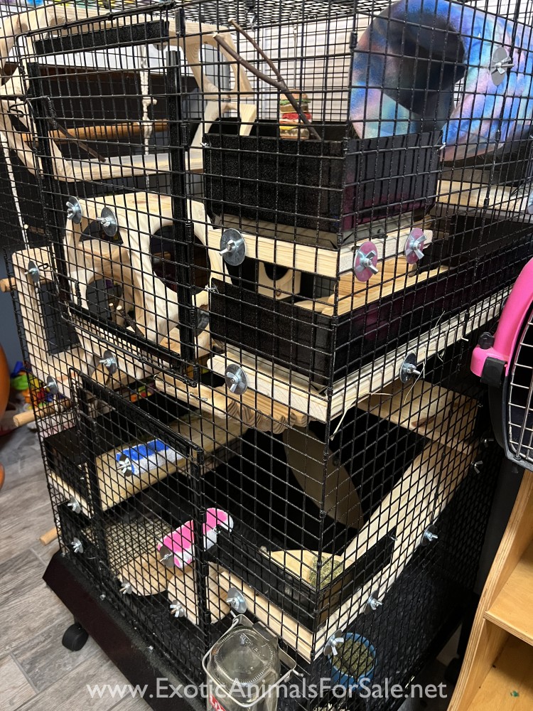 Two Bonded Chinchillas and Chinchilla Mansion Cage for Sale