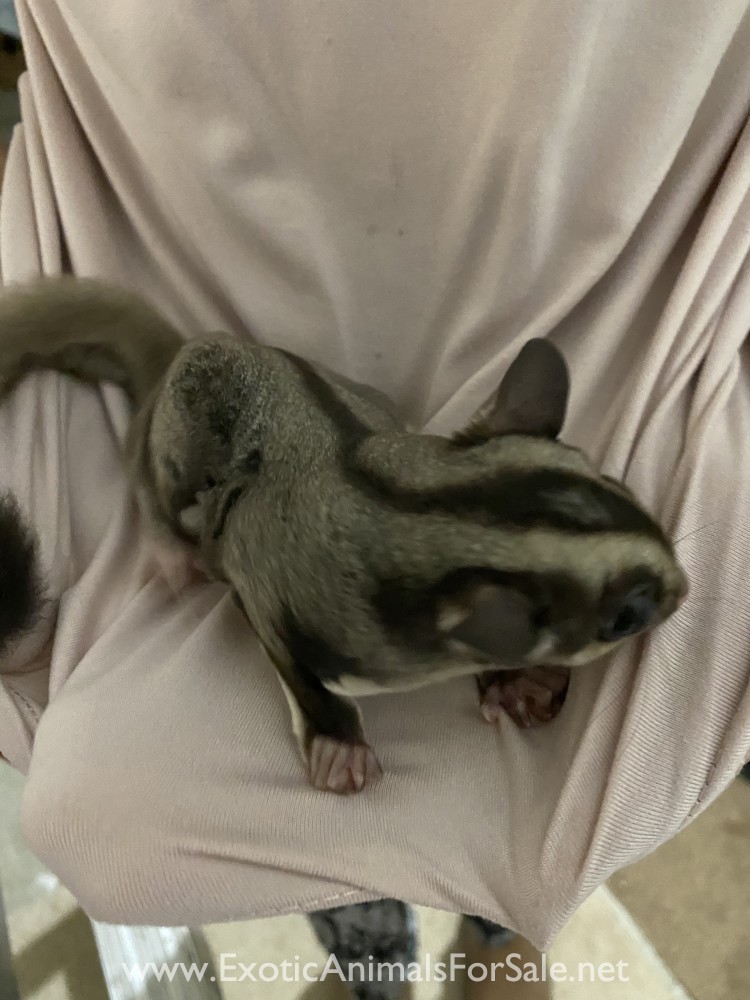 Sugar glider for Sale