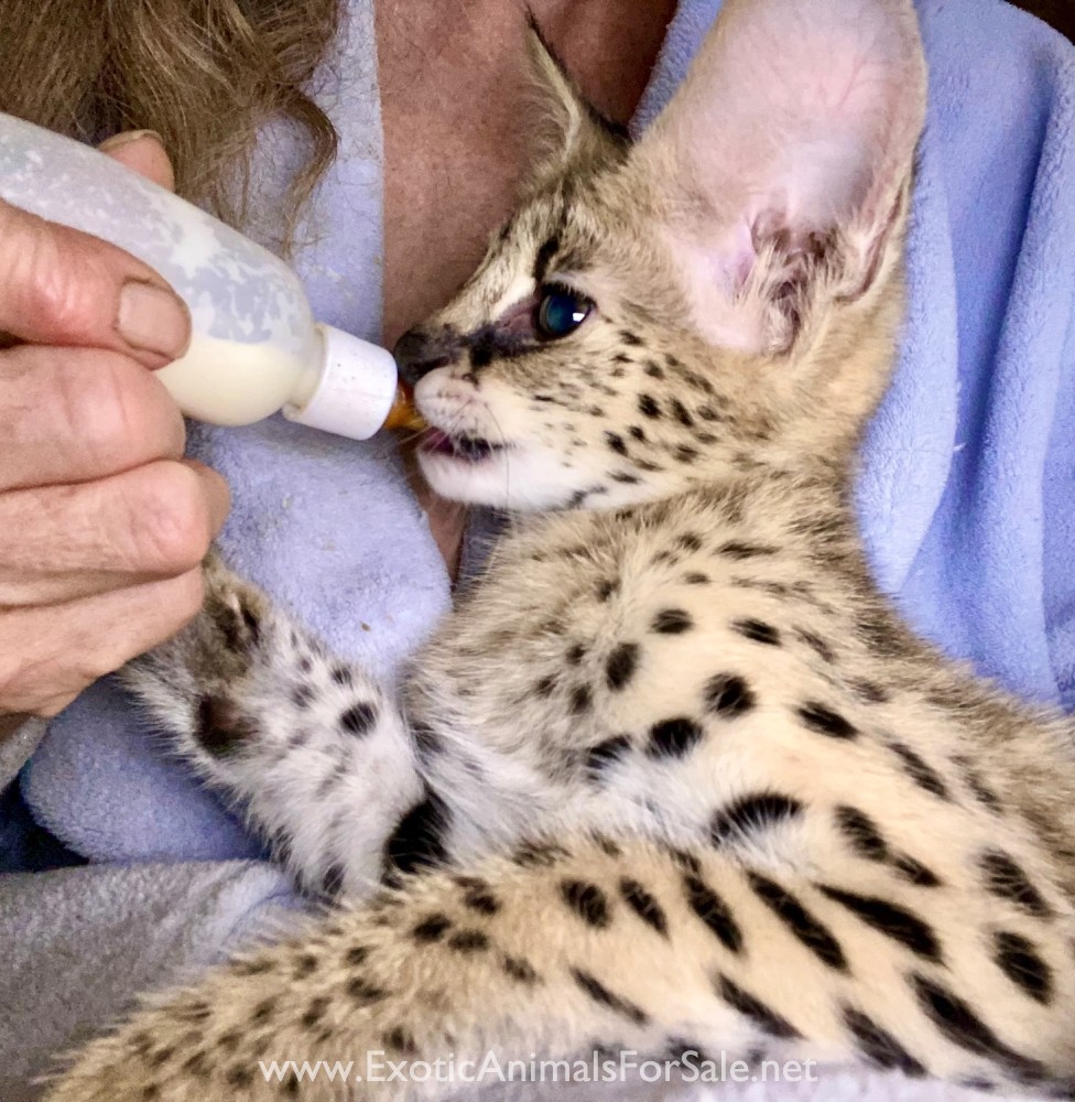 Serval kittens for Sale