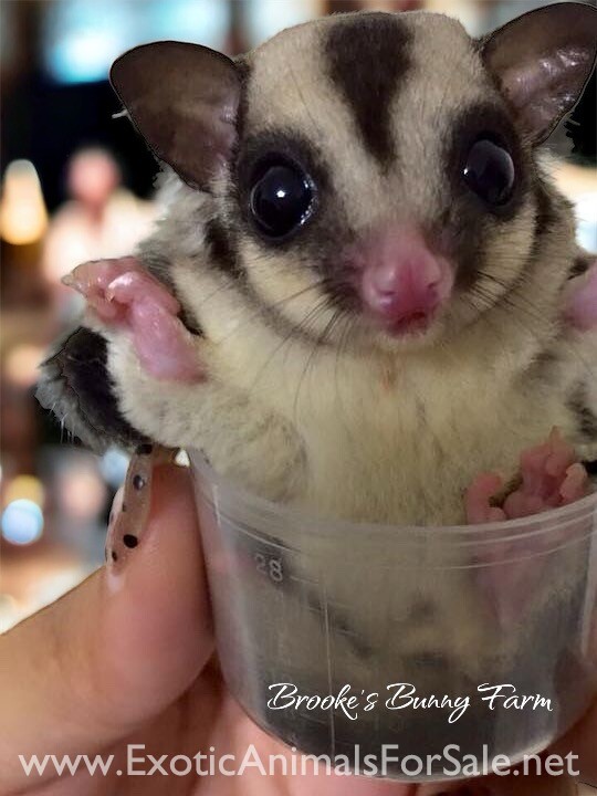 Baby Sugar Gliders Available Now for Sale
