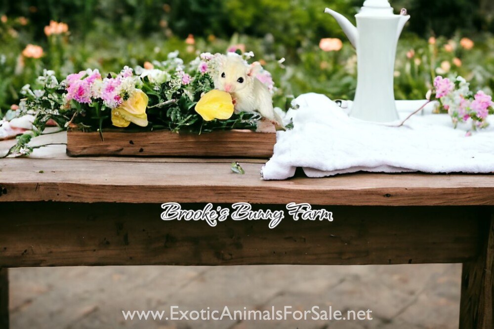 Baby Sugar Gliders Available Now for Sale