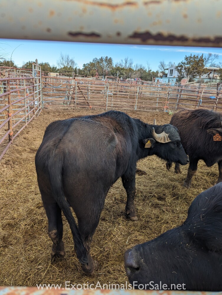 Water Buffalo for Sale