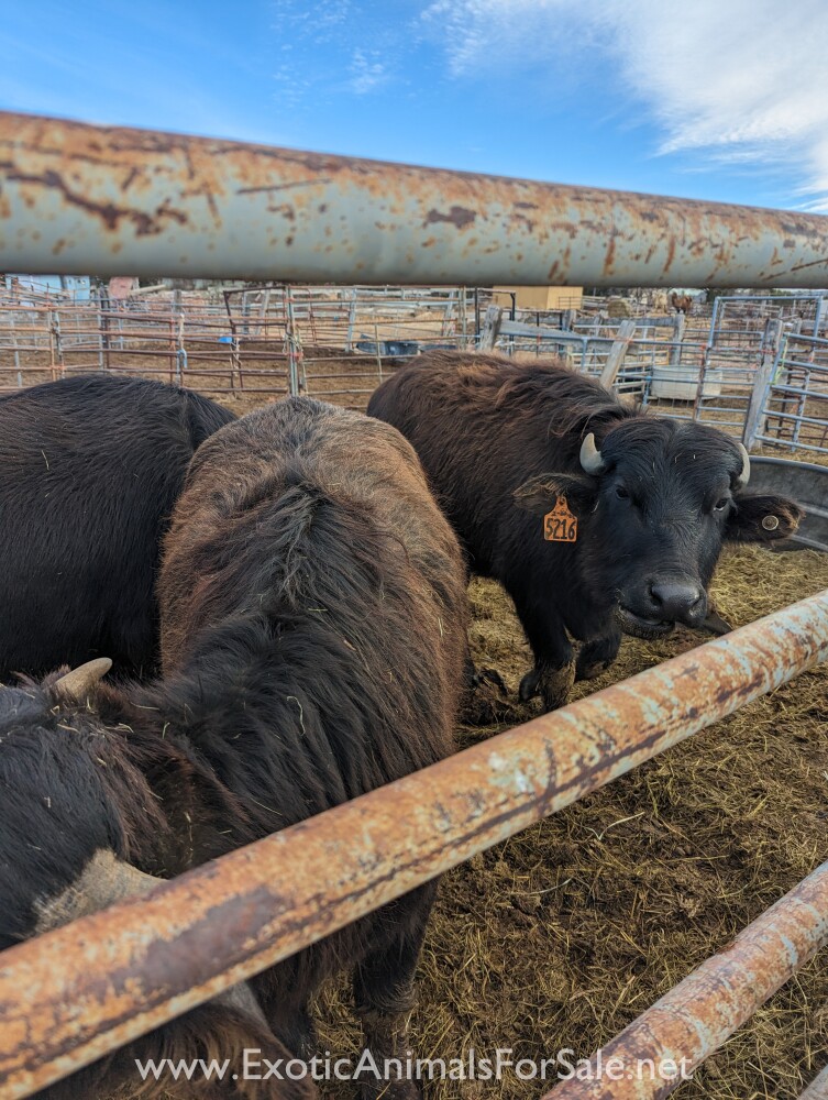 Water Buffalo for Sale