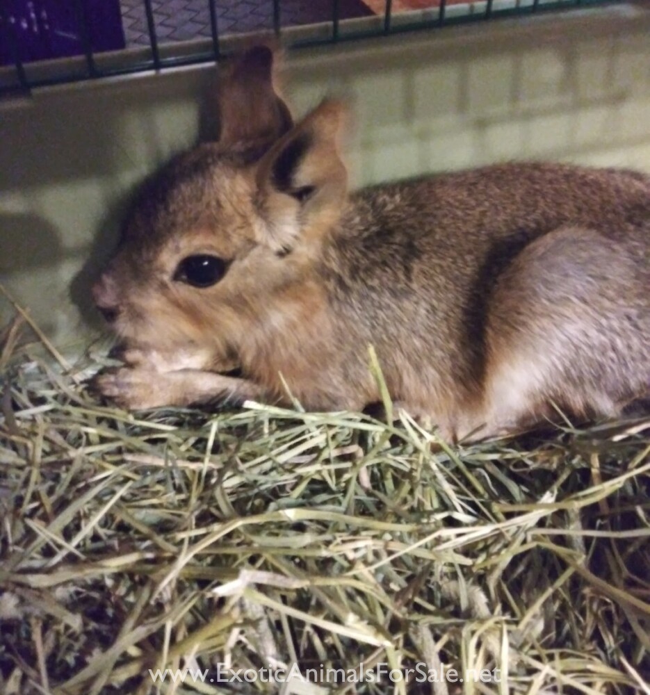 Patagonian Cavy (mara) for Sale