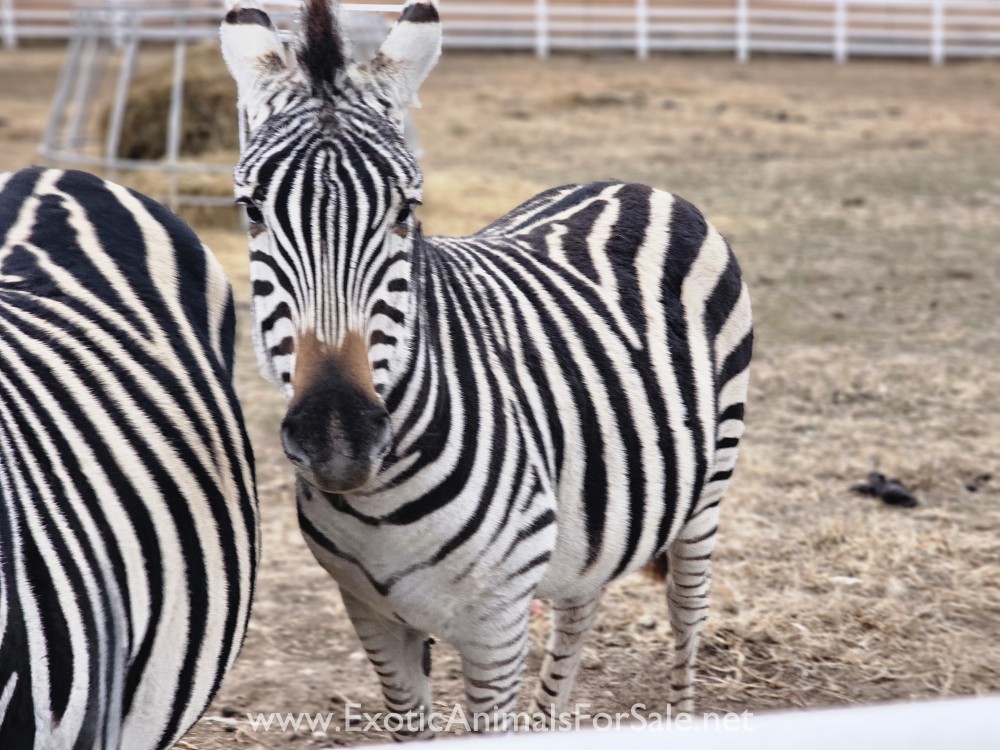 Zebras For Sale