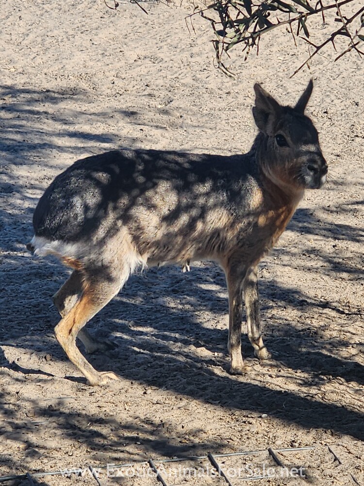 Patagonian Maras for Sale