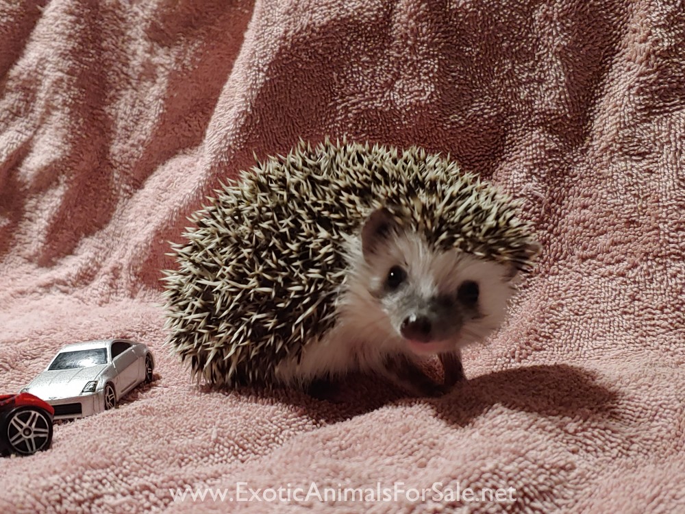 Adding happiness, one hedgehog at a time! for Sale