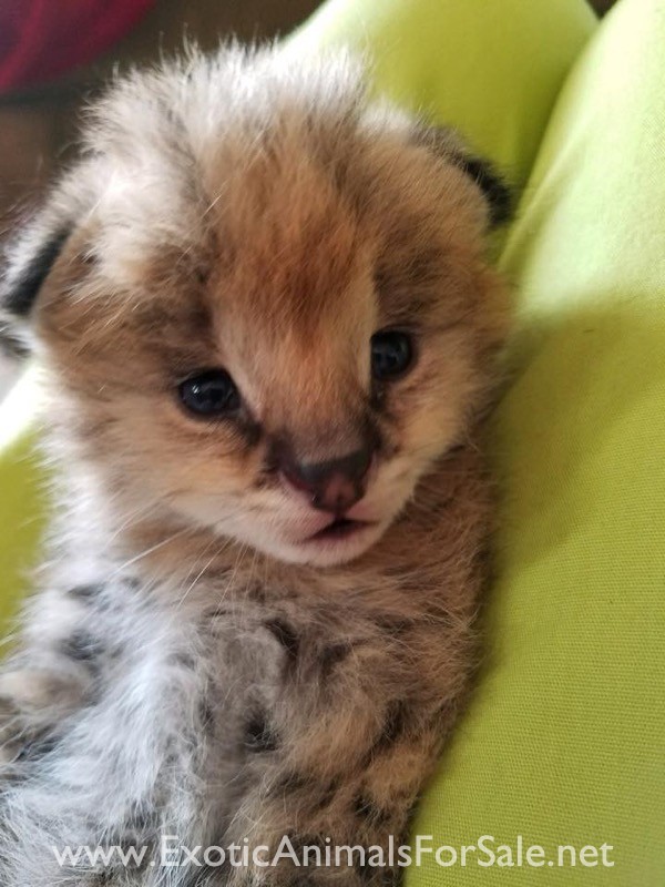 Serval kittens for Sale