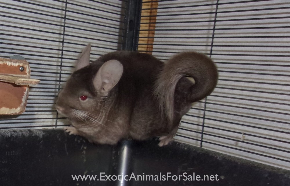 Chinchillas For Sale
