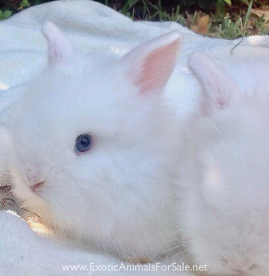 RARE BlueEyed Baby Bunnies 4 Sale for Sale