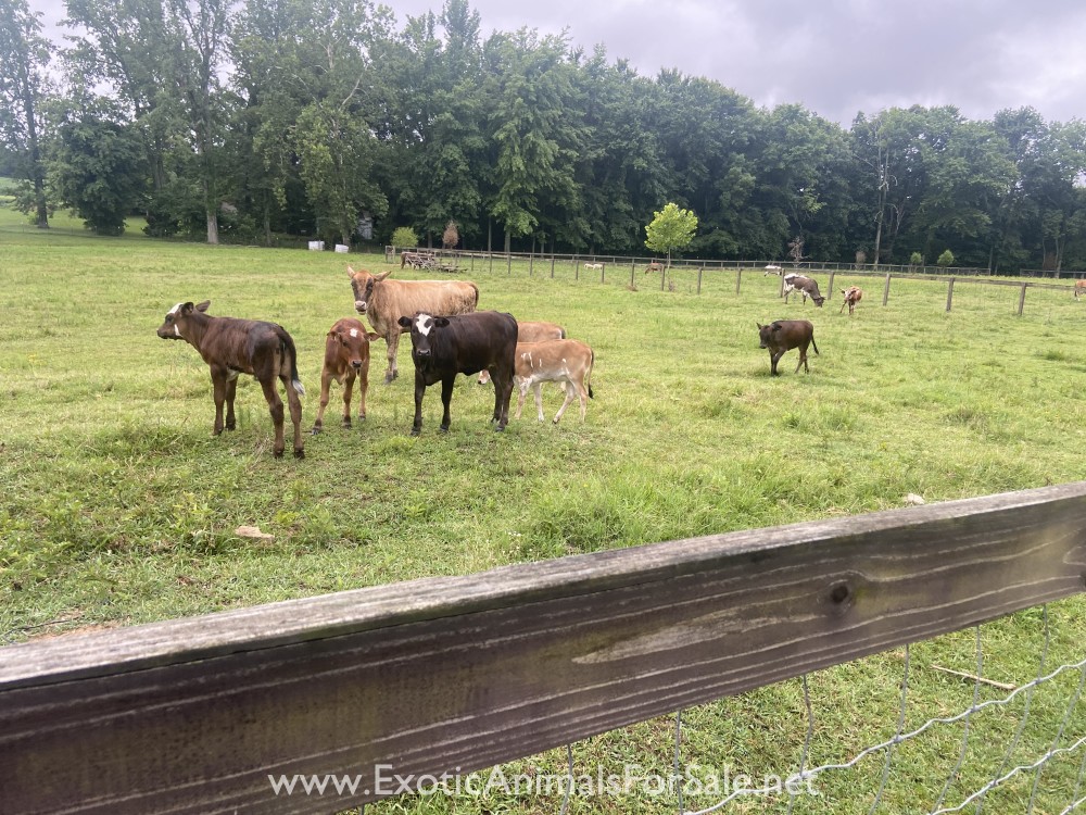 Mini calves for Sale