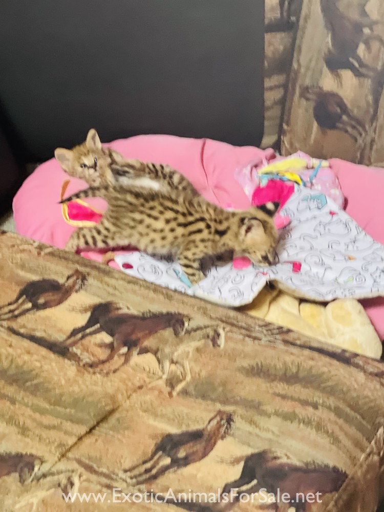 Serval for Sale