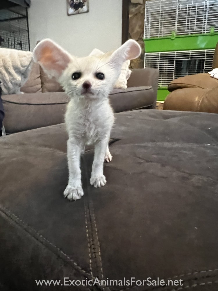 Fennec Fox Available for Sale