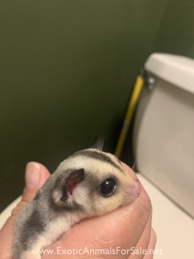 Sugar gliders baby boys for Sale