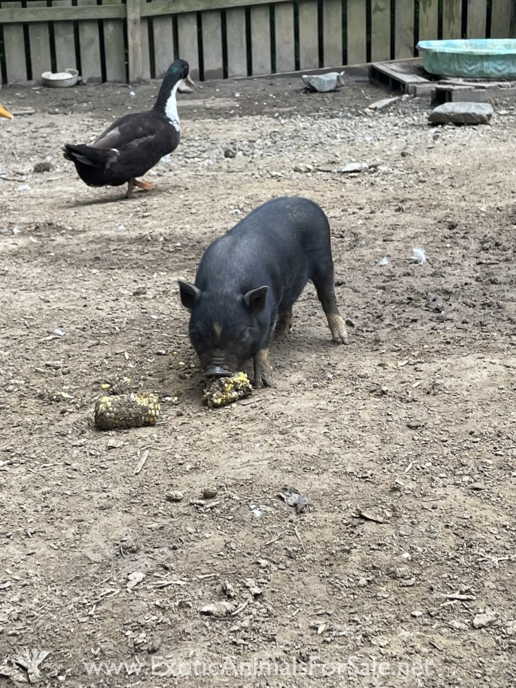 Mini Pot Belly Pig for Sale