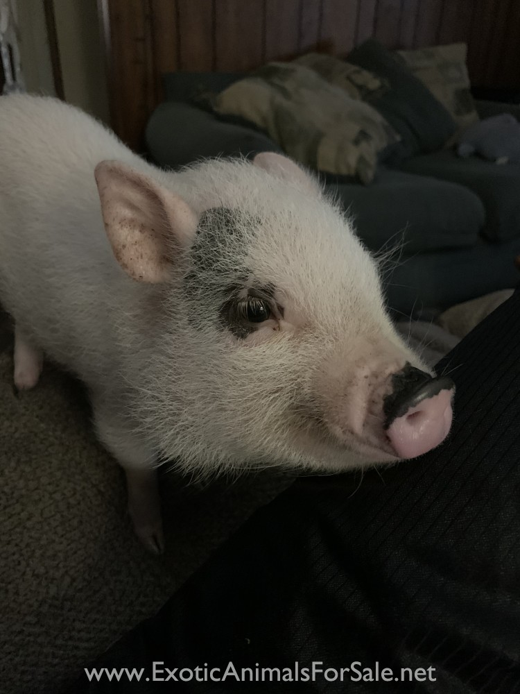 Potbelly pig for Sale