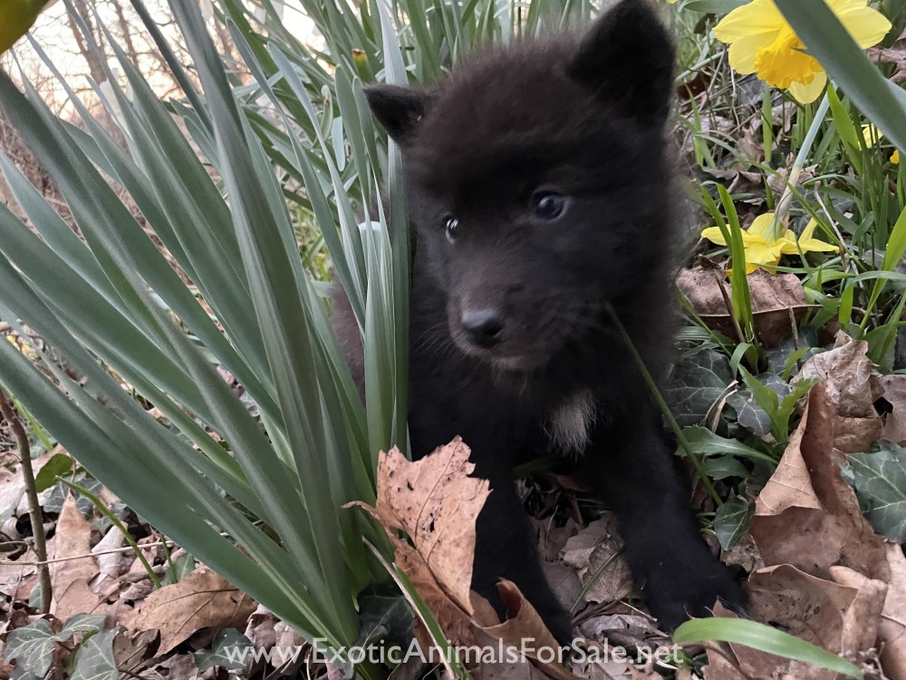 Mid content black phase wolf dogs for Sale