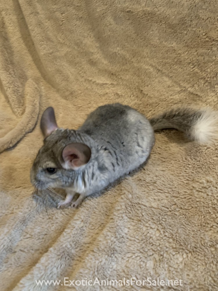 Chinchillas For Sale