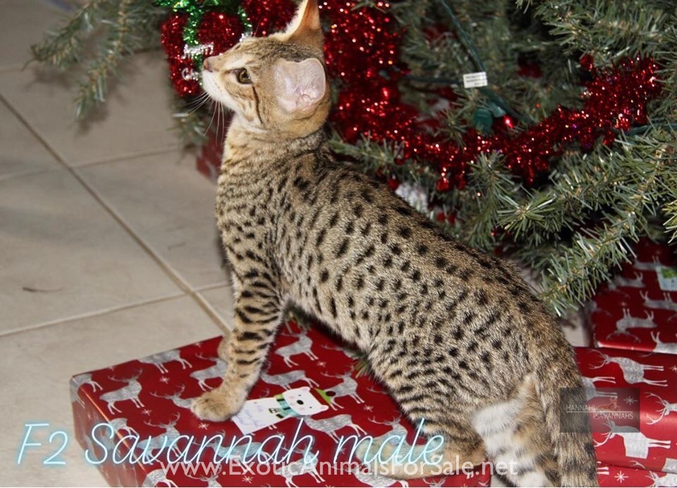 Savannah F2 for Sale